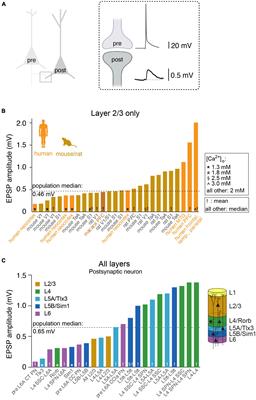 Shared and divergent principles of synaptic transmission between cortical excitatory neurons in rodent and human brain